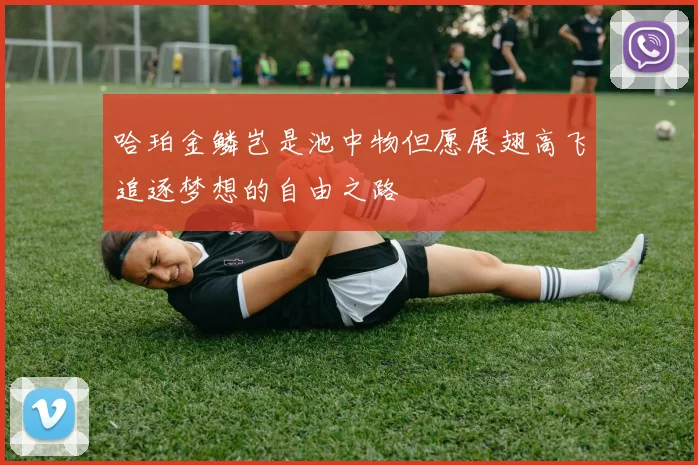 哈珀金鳞岂是池中物但愿展翅高飞追逐梦想的自由之路